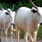 MACBAN Ta Bayyana Asarar Shanu 340 Ga ‘Yan Fashi A Jihar Benue