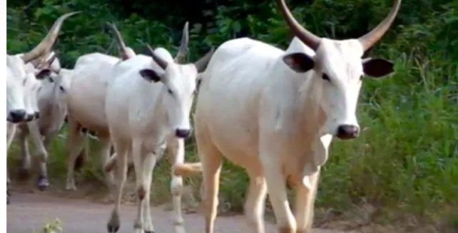 MACBAN Ta Bayyana Asarar Shanu 340 Ga ‘Yan Fashi A Jihar Benue