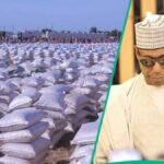 Gwamna Zulum Ya Rabawa Magidanta 18,000 Tallafin Abinci A Dikwa Bayan Bala’in Tsuntsaye Da Kwari